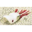 Southern Lure Scum Frog Popper - white
